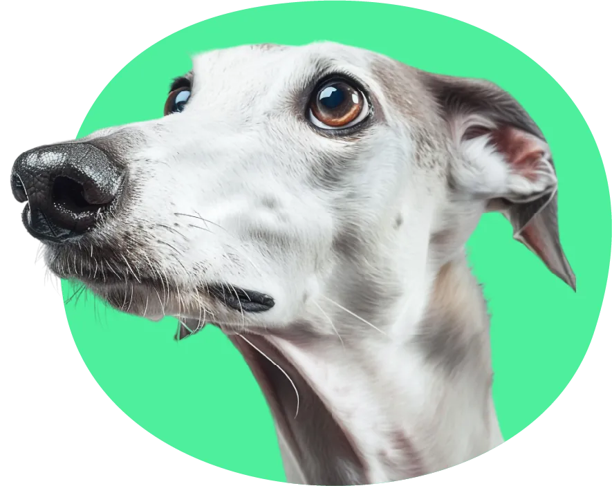 Snoot Web Design - Professional Managed Websites